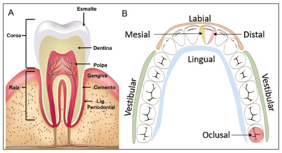 Anatomia do Dente e Mandíbula Inferior de um Jovem 6 Partes